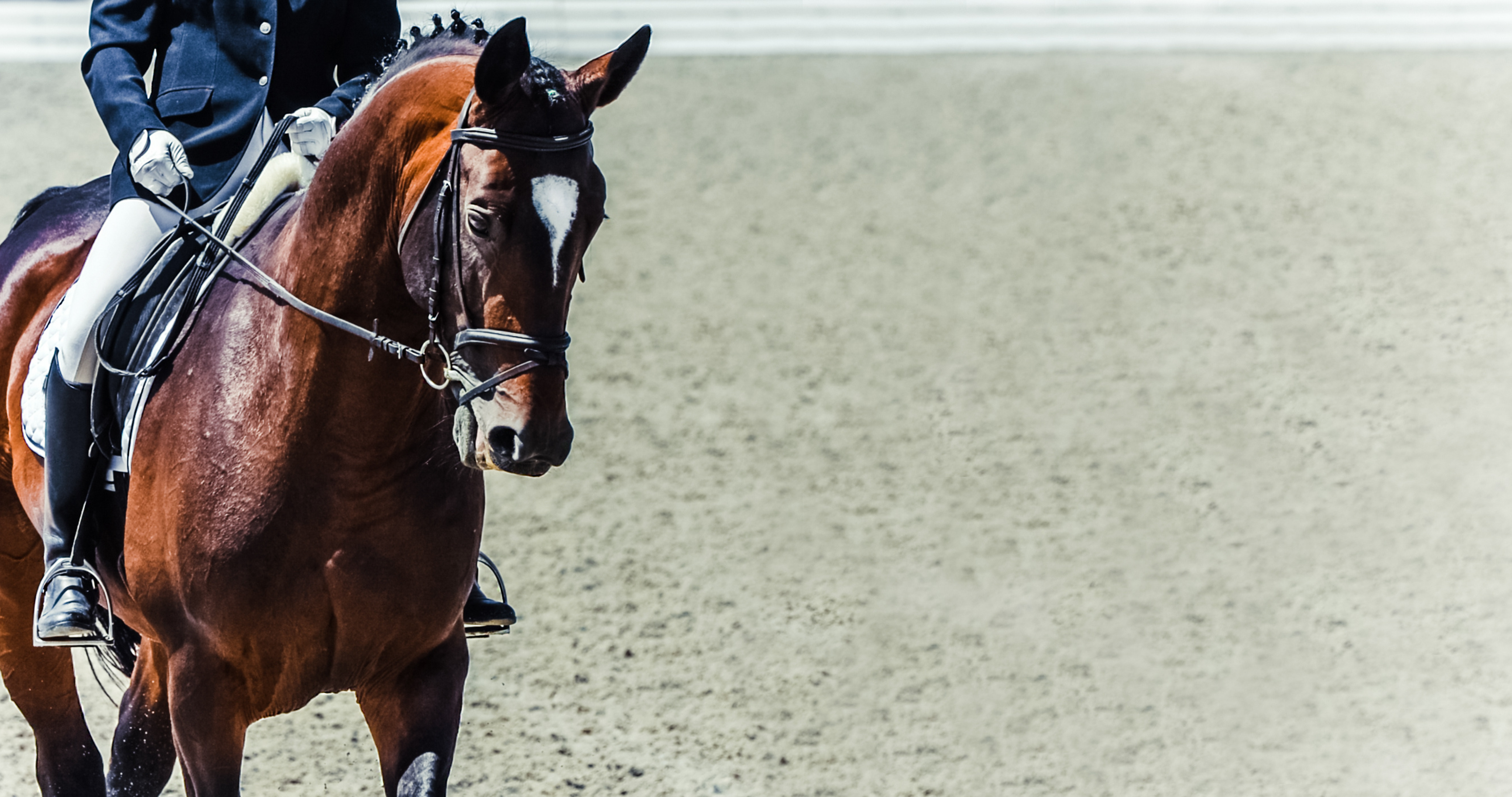 Trotting Horses and Bits Striped Equestrian Sports Bra
