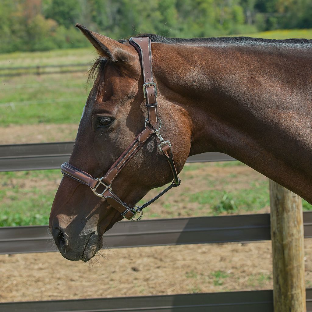 Classic Leather Halter with padded crown – Classic Saddlery