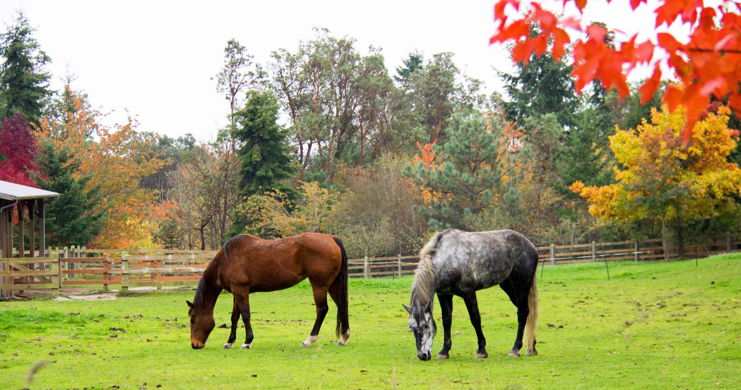 a bay and a grey horse graze in a green pasture with fall leaves in the background, horse riding, horseback riding, equestrian riding breeches, horse riding outfits