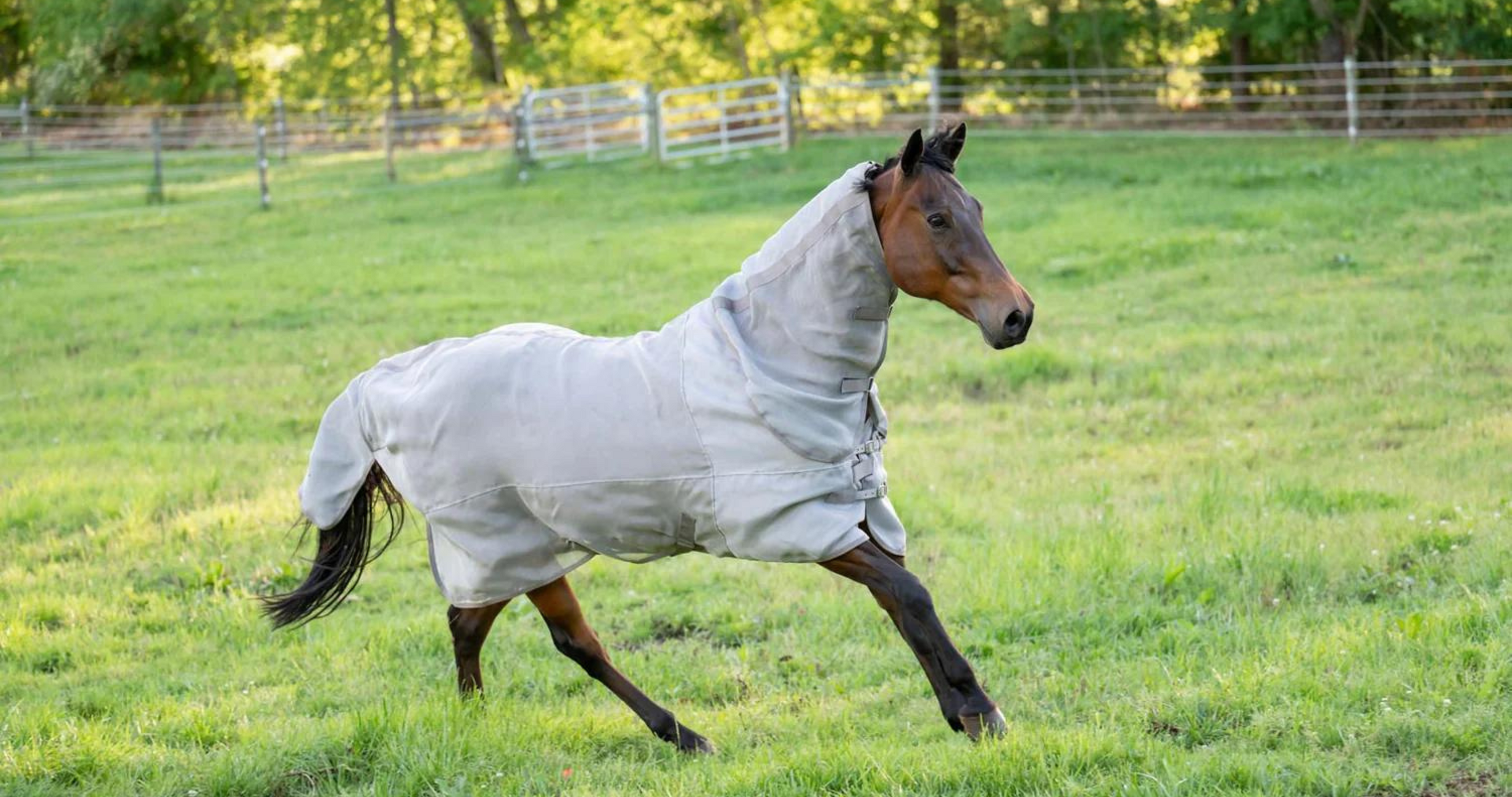 horse fly sheets, fly sheet for horses