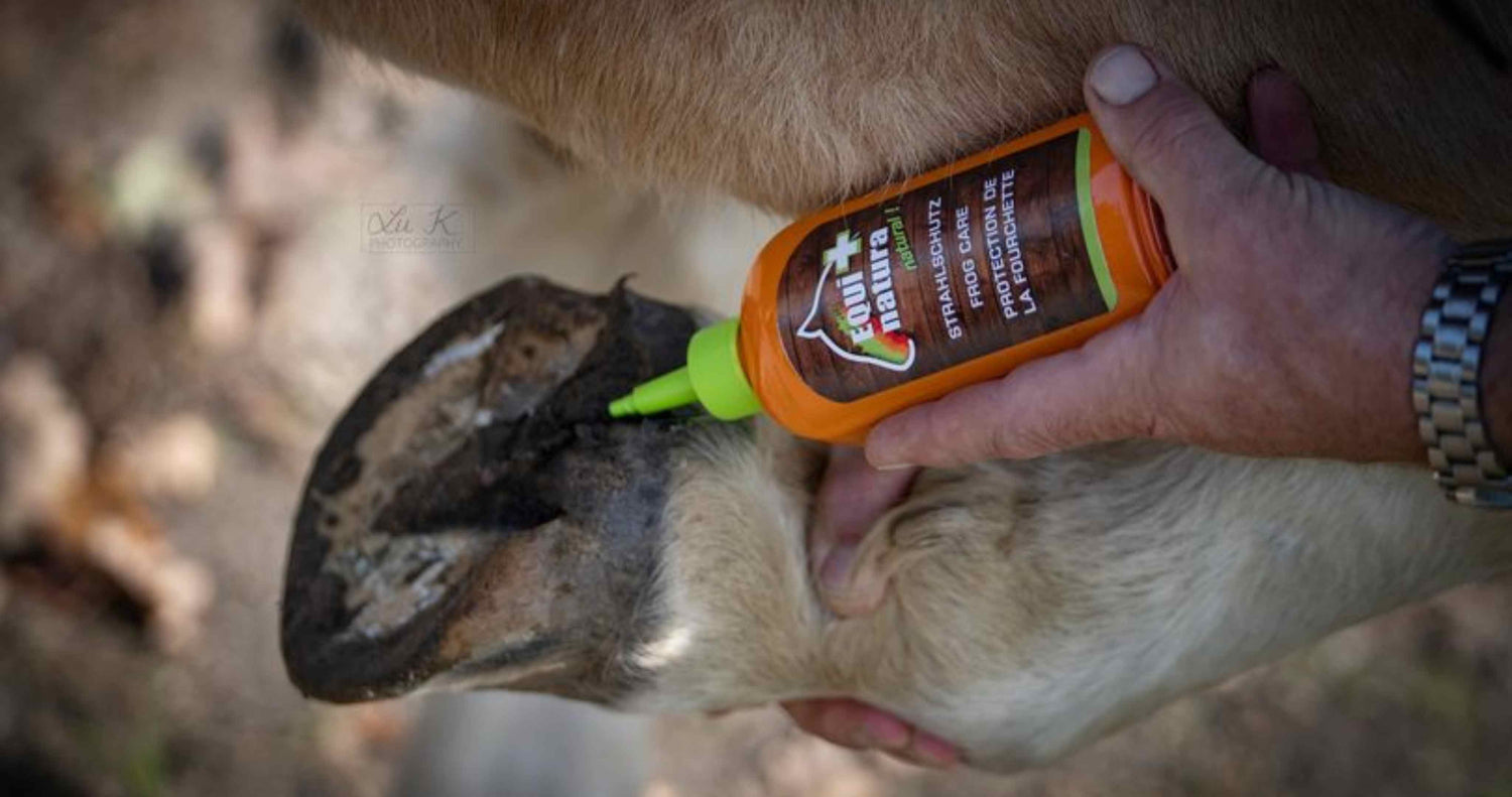 Person applies Frog Care to a barefoot horse's hoof hoof care, horse hoof, horse hoof care products