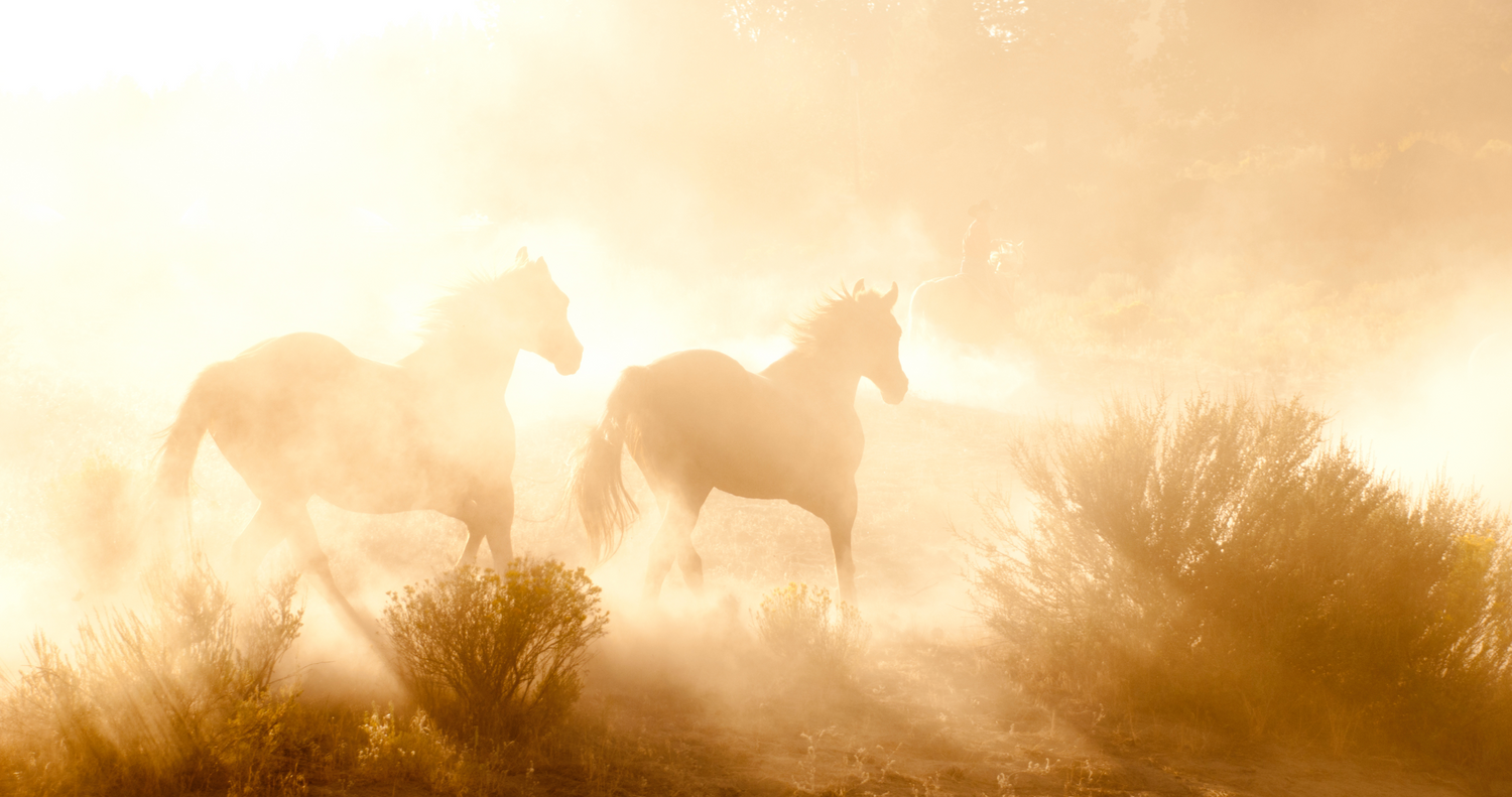two horses running through desert during golden hour. horse equipment, horse gear, clearance horse tack