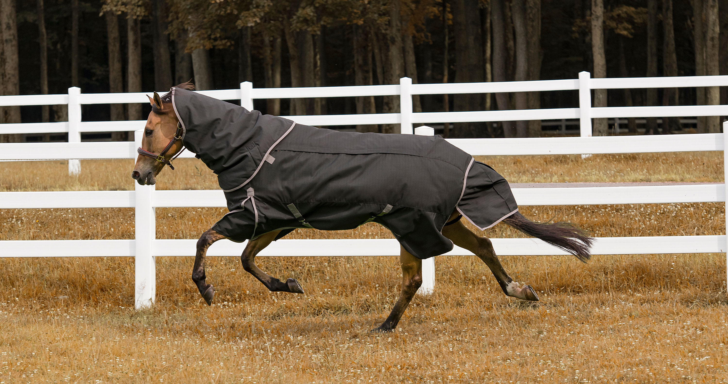 buckskin horse running in paddock wearing horse turnout blanket