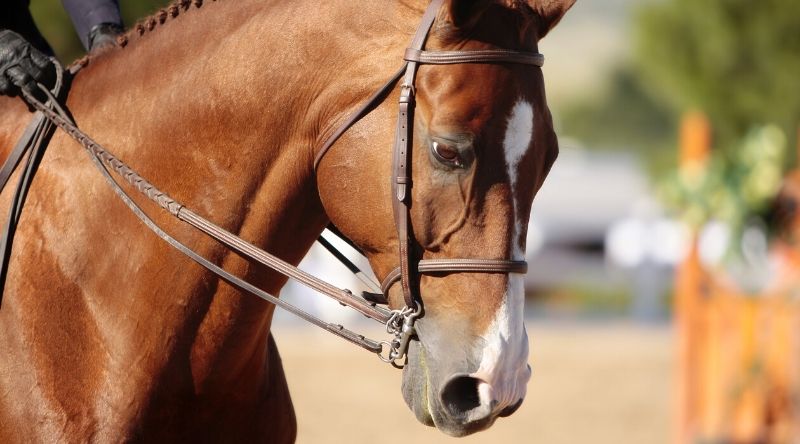 Ready to Get Back Into the Show Ring?