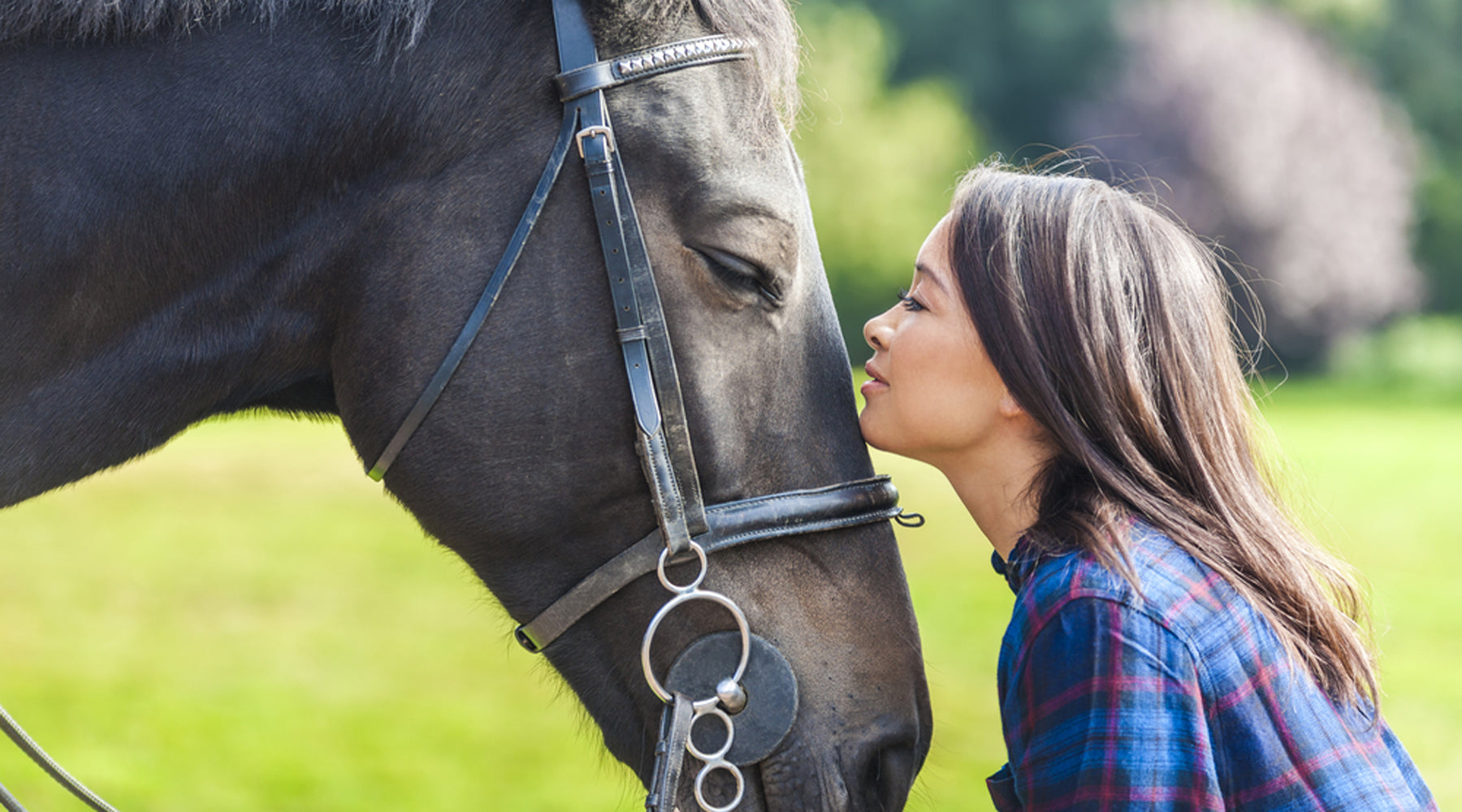 Do's and Don'ts of Buying a Horse