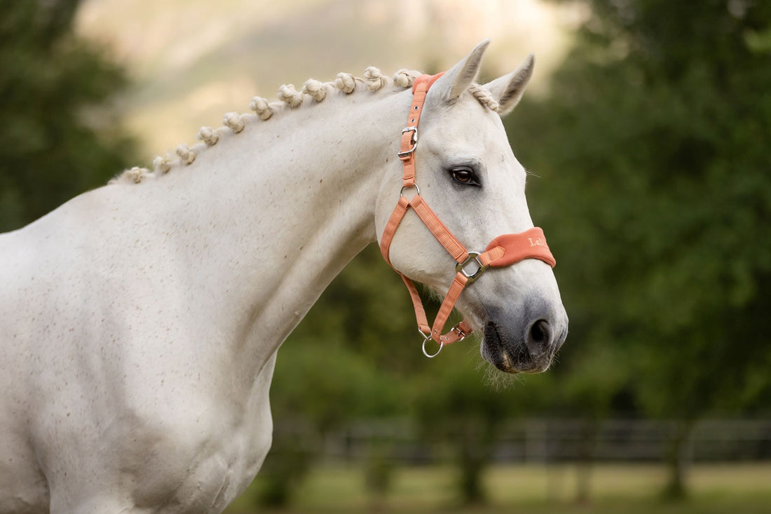 Lemieux Vogue Headcollar