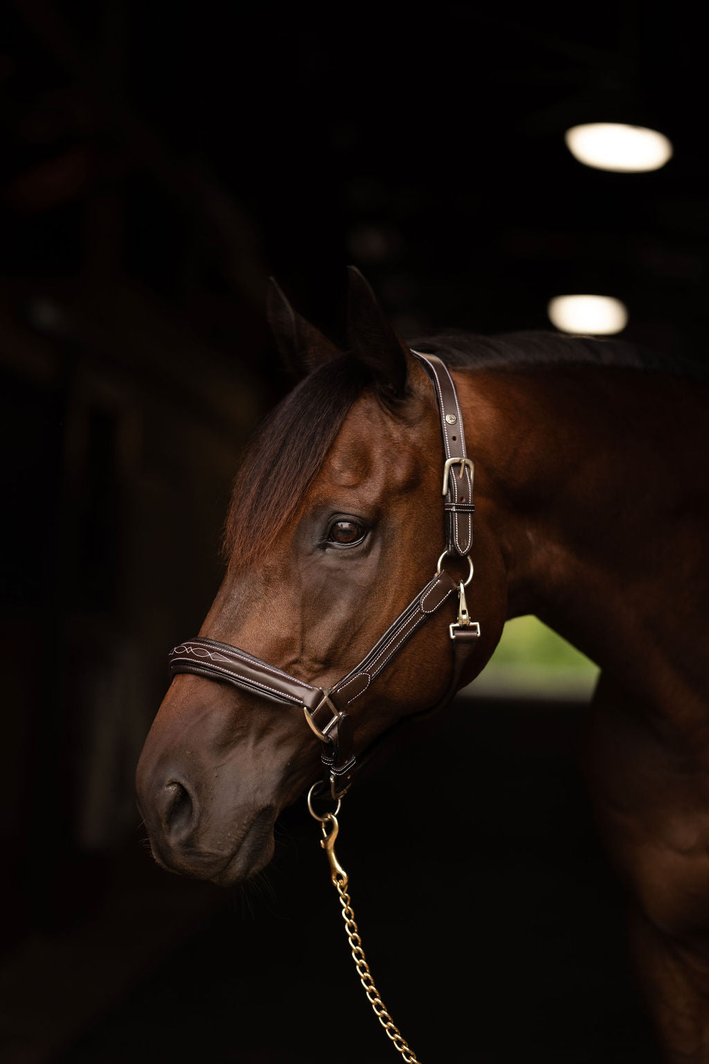 Henri de Rivel Stress Free Halter With Fancy Contrast Stitching