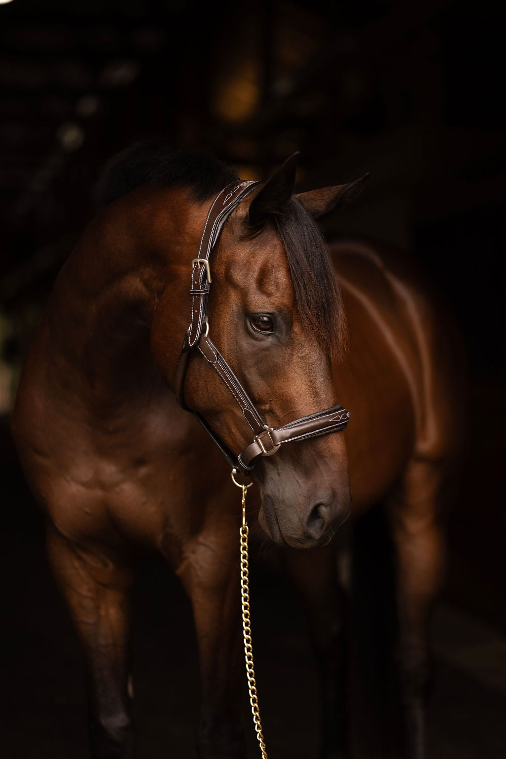 Henri de Rivel Stress Free Halter With Fancy Contrast Stitching