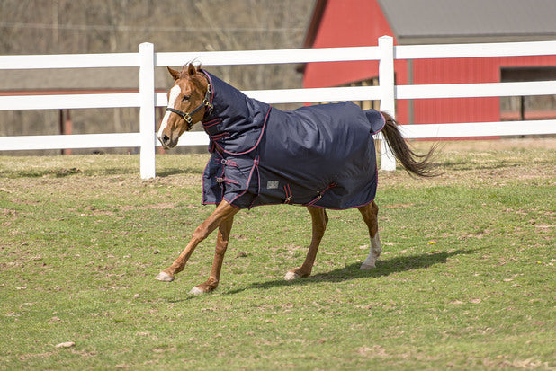 TuffRider 600 D Comfy Winter Medium Weight Turnout Blanket w/ Combo Neck - Breeches.com