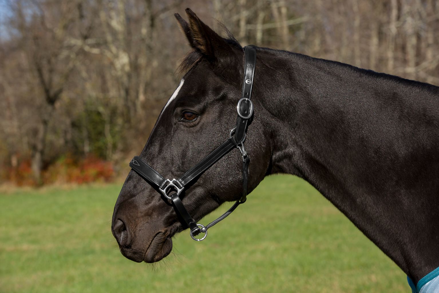 Henri de Rivel Pro Fancy Padded Rolled Throat Triple Stitched Halter - Breeches.com